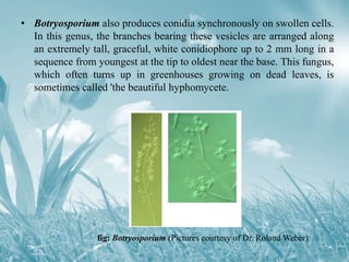 • Botryosporium also produces conidia synchronously on swollen cells.
In this genus, the branches bearing these vesicles are arranged along
an extremely tall, graceful, white conidiophore up to 2 mm long in a
sequence from youngest at the tip to oldest near the base. This fungus,
which often turns up in greenhouses growing on dead leaves, is
sometimes called 'the beautiful hyphomycete.
fig: Botryosporium (Pictures courtesy of Dr. Roland Weber)
 