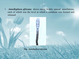 • Annellophora africana shows many, widely spaced annellations,
each of which was the level at which a conidium was formed and
released.
Fig: Annellophora africana
 