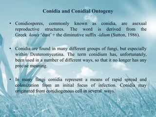Conidia and Conidial Ontogeny
• Conidiospores, commonly known as conidia, are asexual
reproductive structures. The word is derived from the
Greek konis ‘dust’ + the diminutive suffix -idium (Sutton, 1986).
• Conidia are found in many different groups of fungi, but especially
within Deuteromycotina. The term conidium has, unfortunately,
been used in a number of different ways, so that it no longer has any
precise meaning.
• In many fungi conidia represent a means of rapid spread and
colonization from an initial focus of infection. Conidia may
originated from conidiogenous cell in several ways.
 