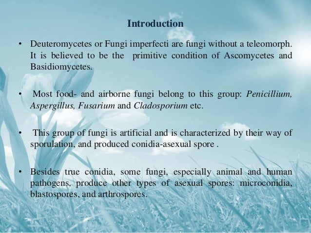 Conidial ontogeny