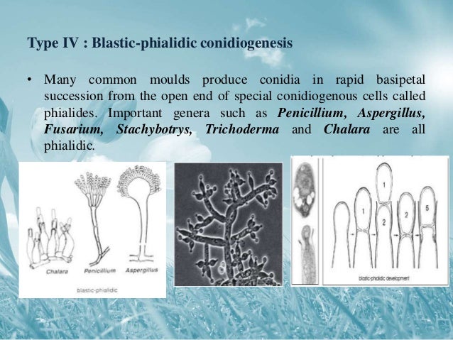 Conidial ontogeny