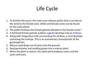 1. To fertilize the ovum, the male cone releases pollen that is carried on 
the wind to the female cone. (Male and female cones can be found 
on the same plant)
2. The pollen fertilizes the female gamete (located in the female cone).*
3. A fertilized female gamete (called a zygote) develops into an embryo.
4. Along with integument cells surrounding the embryo, a seed develops 
containing the embryo. This is an evolutionary characteristic of the 
gymnosperms.
5. Mature seed drops out of cone onto the ground.
6. Seed germinates and seedling grows into a mature plant.
7. When the plant is mature, the adult plant produces cones and the 
cycle continues.
Life Cycle
 
