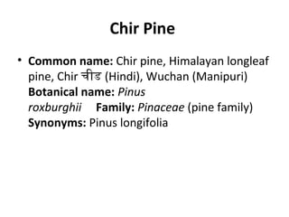 Chir Pine
• Common name: Chir pine, Himalayan longleaf 
pine, Chir चीड (Hindi), Wuchan (Manipuri) 
Botanical name: Pinus
roxburghii     Family: Pinaceae (pine family)
Synonyms: Pinus longifolia
 