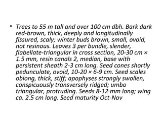• Trees to 55 m tall and over 100 cm dbh. Bark dark
red-brown, thick, deeply and longitudinally
fissured, scaly; winter buds brown, small, ovoid,
not resinous. Leaves 3 per bundle, slender,
flabellate-triangular in cross section, 20-30 cm ×
1.5 mm, resin canals 2, median, base with
persistent sheath 2-3 cm long. Seed cones shortly
pedunculate, ovoid, 10-20 × 6-9 cm. Seed scales
oblong, thick, stiff; apophyses strongly swollen,
conspicuously transversely ridged; umbo
triangular, protruding. Seeds 8-12 mm long; wing
ca. 2.5 cm long. Seed maturity Oct-Nov
 