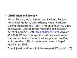 • Distribution and Ecology
• Himal: Bhutan; India: Jammu and Kashmir, Punjab, 
Himanchal Pradesh, Uttarakhand; Nepal; Pakistan; 
Sikkim; Afghasistan; S Tibet; in mountains at 450-2300 
m elevation. Limited to the monsoon belt between 
72°-95°E and 27°-35°N (Wu and Raven 1999, Arya et
al. 2000). Within its range, it is not only a common 
species, but is also the most widely planted conifer, 
and comprises 17% of the forested area of Nepal 
(Gauli et al. 2009).
• Zone 9 (cold hardiness limit between -6.6°C and -1.1°C)
 