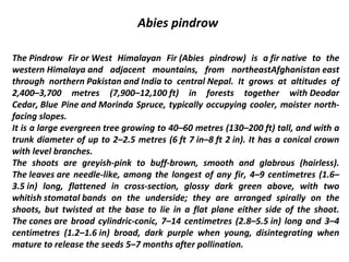 Abies pindrow
The Pindrow Fir or West Himalayan Fir (Abies pindrow) is a fir native to the
western Himalaya and adjacent mountains, from northeastAfghanistan east
through northern Pakistan and India to central Nepal. It grows at altitudes of
2,400–3,700 metres (7,900–12,100 ft) in forests together with Deodar
Cedar, Blue Pine and Morinda Spruce, typically occupying cooler, moister north-
facing slopes.
It is a large evergreen tree growing to 40–60 metres (130–200 ft) tall, and with a
trunk diameter of up to 2–2.5 metres (6 ft 7 in–8 ft 2 in). It has a conical crown
with level branches.
The shoots are greyish-pink to buff-brown, smooth and glabrous (hairless).
The leaves are needle-like, among the longest of any fir, 4–9 centimetres (1.6–
3.5 in) long, flattened in cross-section, glossy dark green above, with two
whitish stomatal bands on the underside; they are arranged spirally on the
shoots, but twisted at the base to lie in a flat plane either side of the shoot.
The cones are broad cylindric-conic, 7–14 centimetres (2.8–5.5 in) long and 3–4
centimetres (1.2–1.6 in) broad, dark purple when young, disintegrating when
mature to release the seeds 5–7 months after pollination.
 