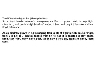 The West Himalayan Fir (Abies pindrow)
 is a frost hardy perennial evergreen conifer. It grows well in any light
situation., and prefers high levels of water. It has no drought tolerance and low
flood tolerance. 
Abies pindrow grows in soils ranging from a pH of 5 (extremely acidic ranges
from 0 to 5.1) to 7 (neutral ranges from 6.6 to 7.5). It is adapted to clay, loam,
sand, clay loam, loamy sand, peat, sandy clay, sandy clay loam and sandy loam
soils.
 