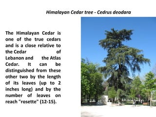 Himalayan Cedar tree - Cedrus deodara
The Himalayan Cedar is
one of the true cedars
and is a close relative to
the Cedar of
Lebanon and the Atlas
Cedar. It can be
distinguished from these
other two by the length
of its leaves (up to 2
inches long) and by the
number of leaves on
reach "rosette" (12-15).
 