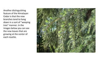 Another distinguishing
feature of the Himalayan
Cedar is that the new
branches tend to hang
down in a sort of "weeping
tree" manner. In the
images below you can see
the new leaves that are
growing at the center of
each rosette.
 