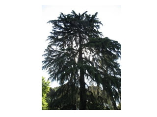 Conifer