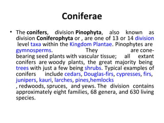 Coniferae
• The conifers,  division Pinophyta,  also  known  as 
division Coniferophyta or , are one of 13 or 14 division
 level taxa within the Kingdom Plantae. Pinophytes are 
gymnosperms.  They  are cone-
bearing seed plants with vascular tissue;  all  extant 
conifers  are woody  plants,  the  great  majority  being 
trees with just a few being shrubs. Typical examples of 
conifers  include cedars, Douglas-firs, cypresses, firs, 
junipers, kauri, larches, pines,hemlocks
, redwoods, spruces,  and yews. The  division  contains 
approximately eight families, 68 genera, and 630 living 
species.
 