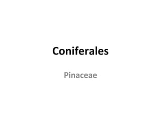 Coniferales Pinaceae 