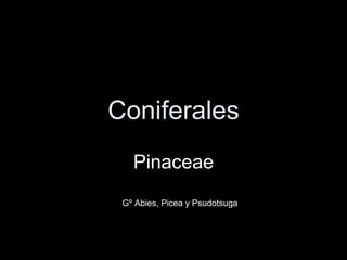 Coniferales
   Pinaceae
 Gº Abies, Picea y Psudotsuga
 