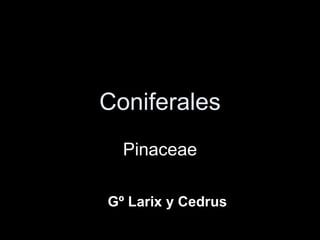 Coniferales
  Pinaceae

Gº Larix y Cedrus
 