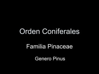 Orden Coniferales Familia Pinaceae Genero Pinus 