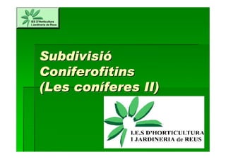 Subdivisió
Coniferofitins
(Les coníferes II)
 