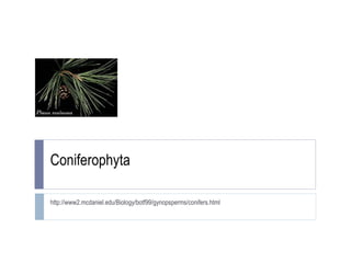 Coniferophyta http://www2.mcdaniel.edu/Biology/botf99/gynopsperms/conifers.html 