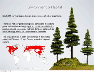 Environment & Habitat

   It is NOT survival dependent on the presence of other organisms.


   There are not any particular, special conditions it needs to
   grow and survive. Although, typical conditions include dry
   areas, long cold seasons or nutrient deﬁcient soils such as
   acidic swampy mucks or sandy areas of the West.

   The organism lives in both hemispheres. It dominates
   forests of Western US and Canada as well as tropical
   regions.




Monday, May 21, 12                                                    7
 
