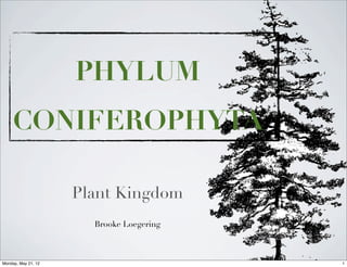 PHYLUM
     CONIFEROPHYTA

                     Plant Kingdom
                       Brooke Loegering



Monday, May 21, 12                        1
 