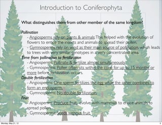 phylum coniferophyta