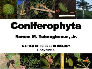 Romeo M. Tubongbanua, Jr.
MASTER OF SCIENCE IN BIOLOGY
(TAXONOMY)
Coniferophyta
 