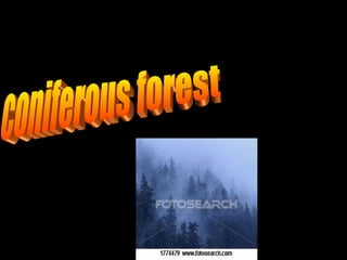coniferous forest 