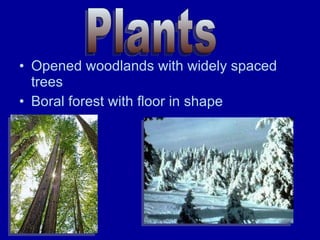 Opened woodlands with widely spaced trees Boral forest with floor in shape Plants 