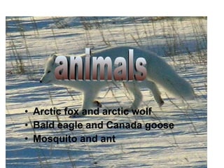 Arctic fox and arctic wolf Bald eagle and Canada goose Mosquito and ant animals 