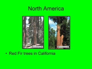 North America Red Fir trees in California 