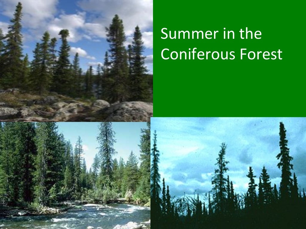 Coniferous forests (teach)