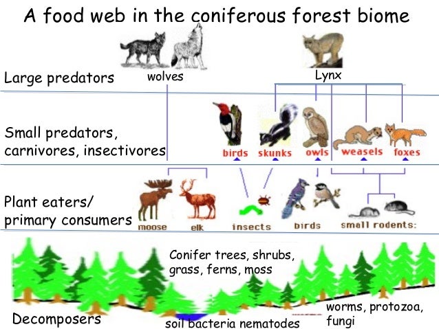 Longest Food Chain In Nature Longest Food Chain In Nature