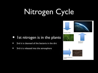 Nitrogen Cycle
• 1st nitrogen is in the plants
• 2nd it is cleansed of the bacteria in the dirt
• 3rd it is released into the atmosphere