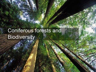 Coniferous forests and
Biodiversity
 