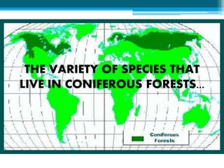 THE VARIETY OF SPECIES THAT
LIVE IN CONIFEROUS FORESTS...
 