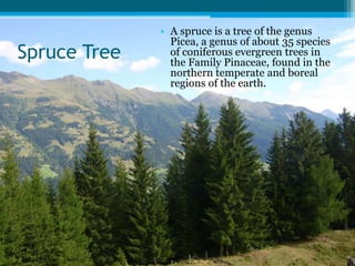Spruce Tree
• A spruce is a tree of the genus
Picea, a genus of about 35 species
of coniferous evergreen trees in
the Family Pinaceae, found in the
northern temperate and boreal
regions of the earth.
 