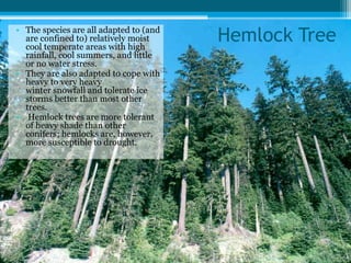 Hemlock Tree• The species are all adapted to (and
are confined to) relatively moist
cool temperate areas with high
rainfall, cool summers, and little
or no water stress.
• They are also adapted to cope with
heavy to very heavy
winter snowfall and tolerate ice
storms better than most other
trees.
• Hemlock trees are more tolerant
of heavy shade than other
conifers; hemlocks are, however,
more susceptible to drought.
 