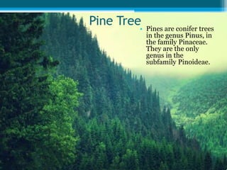 Pine Tree• Pines are conifer trees
in the genus Pinus, in
the family Pinaceae.
They are the only
genus in the
subfamily Pinoideae.
 