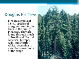 Douglas Fir Tree
• Firs are a genus of
48–55 species of
evergreen coniferous
trees in the family
Pinaceae. They are
found through much
of North and Central
America, Europe,
Asia, and North
Africa, occurring in
mountains over most
of the range
 