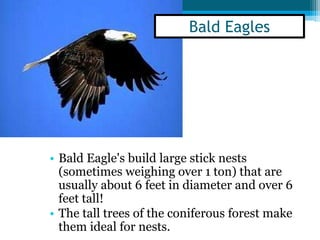 • Bald Eagle's build large stick nests
(sometimes weighing over 1 ton) that are
usually about 6 feet in diameter and over 6
feet tall!
• The tall trees of the coniferous forest make
them ideal for nests.
Bald Eagles
 