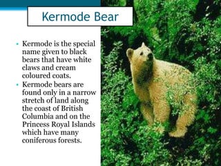 • Kermode is the special
name given to black
bears that have white
claws and cream
coloured coats.
• Kermode bears are
found only in a narrow
stretch of land along
the coast of British
Columbia and on the
Princess Royal Islands
which have many
coniferous forests.
Kermode Bear
 