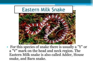 • For this species of snake there is usually a "Y" or
a "V" mark on the head and neck region. The
Eastern Milk snake is also called Adder, House
snake, and Barn snake.
Eastern Milk Snake
 