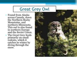 • Found from Alaska
across Canada, down
the Northern Rocky
Mountains, and
northern Minnesota.
This owl is also found
in northern Europe
and the Soviet Union.
• The Great Grey feeds
primarily on small
rodents, which it
catches in winter by
diving through the
snow.
Great Grey Owl
 