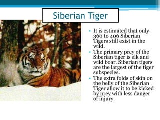 • It is estimated that only
360 to 406 Siberian
Tigers still exist in the
wild.
• The primary prey of the
Siberian tiger is elk and
wild boar. Siberian tigers
are the largest of the tiger
subspecies.
• The extra folds of skin on
the belly of the Siberian
Tiger allow it to be kicked
by prey with less danger
of injury.
Siberian Tiger
 