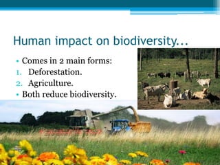 Human impact on biodiversity...
• Comes in 2 main forms:
1. Deforestation.
2. Agriculture.
• Both reduce biodiversity.
 