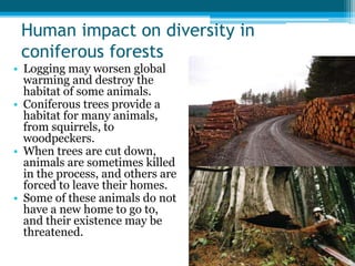 Human impact on diversity in
coniferous forests
• Logging may worsen global
warming and destroy the
habitat of some animals.
• Coniferous trees provide a
habitat for many animals,
from squirrels, to
woodpeckers.
• When trees are cut down,
animals are sometimes killed
in the process, and others are
forced to leave their homes.
• Some of these animals do not
have a new home to go to,
and their existence may be
threatened.
 