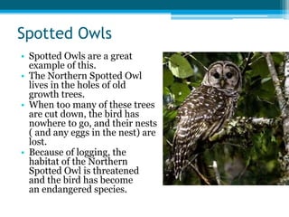 Spotted Owls
• Spotted Owls are a great
example of this.
• The Northern Spotted Owl
lives in the holes of old
growth trees.
• When too many of these trees
are cut down, the bird has
nowhere to go, and their nests
( and any eggs in the nest) are
lost.
• Because of logging, the
habitat of the Northern
Spotted Owl is threatened
and the bird has become
an endangered species.
 