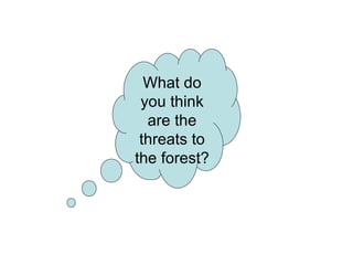 What do you think are the threats to the forest? 