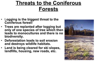 Threats to the Coniferous Forests L ogging is the biggest threat to the Coniferous forest!  Trees are replanted after logging but only of one species of tree which then leads to monocultures and there is no biodiversity.  Deforestation leads to soil erosion and destroys wildlife habitats. Land is being cleared for ski slopes, landfills, housing, new roads, etc.   