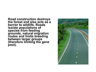Road construction destroys the forest and also acts as a barrier to wildlife. Roads isolate populations of species from feeding grounds, natural migration routes and limits breeding between larger groups (therefore limiting the gene pool). 