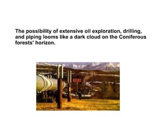 The possibility of extensive oil exploration, drilling, and piping looms like a dark cloud on the Coniferous forests' horizon.   